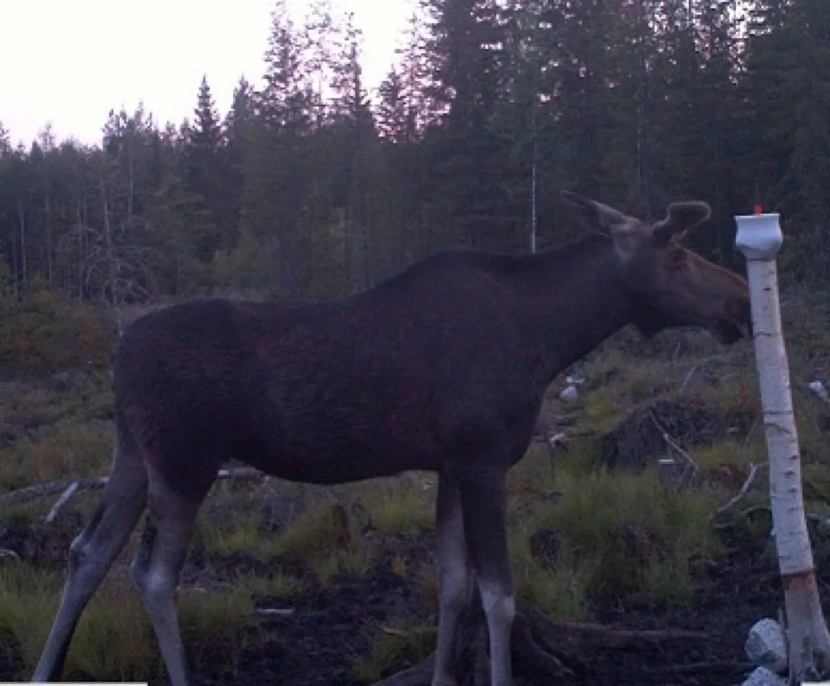 Hirvi nuolukivellä seuran metsäalueella