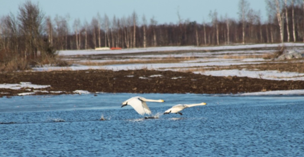Joutsen nousemassa vesistöltä seuran metsästysalueella