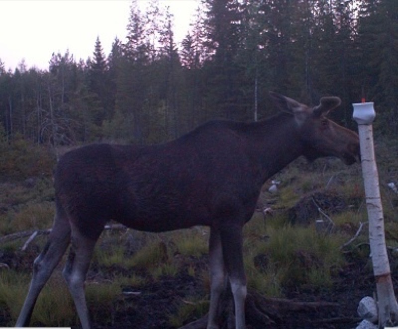 Hirvi nuolukivellä metsässä