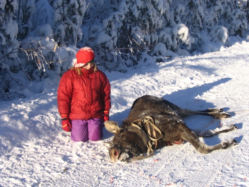 Naismetsästäjä kaatamansa hirven vieressä lumessa