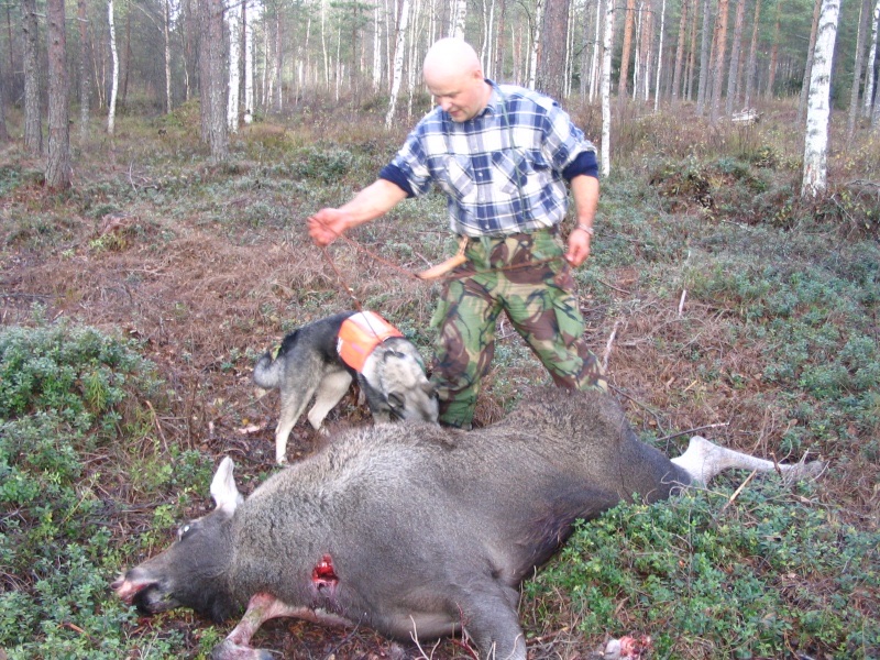 Villisikasaalis koiran ja metsästäjän kanssa